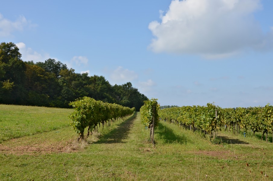 Cherves-Richemont 16 Vignoble du cognac Borderies 2014