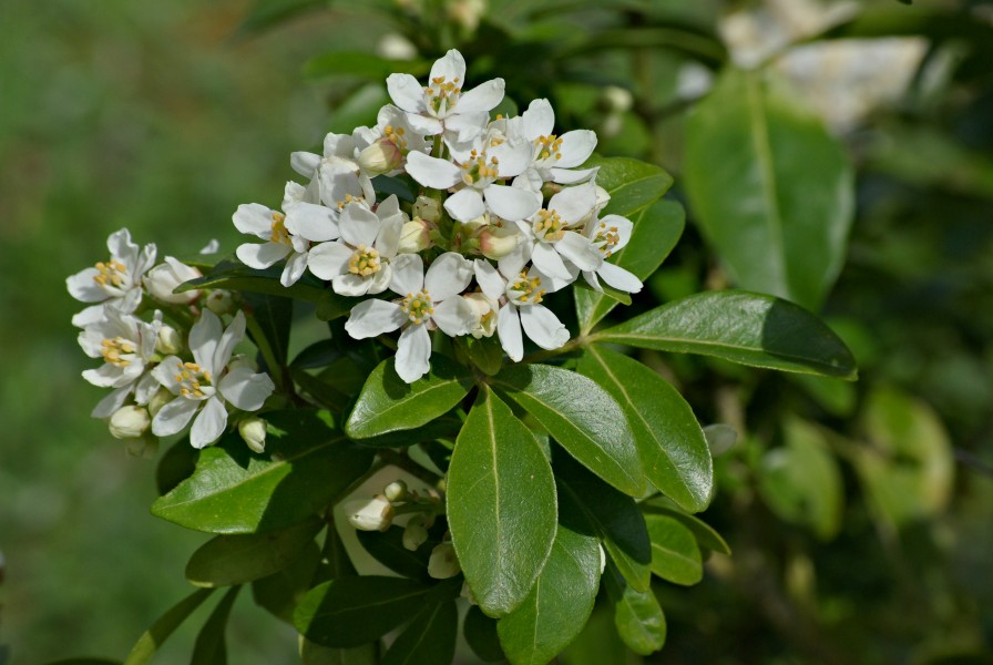 Choisya Inflorescence FR 2013