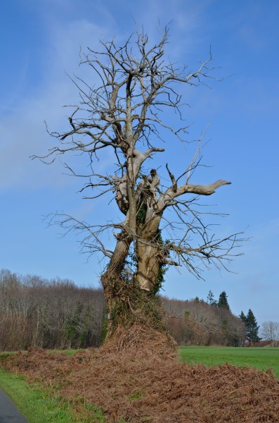 Civray 86 Châtaignier mort D35 2014