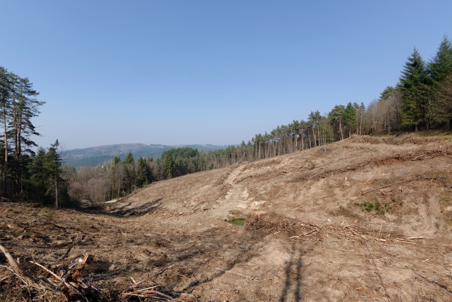 Clearcutting Saint-Victor-Montvianeix 2013-04-03 n01