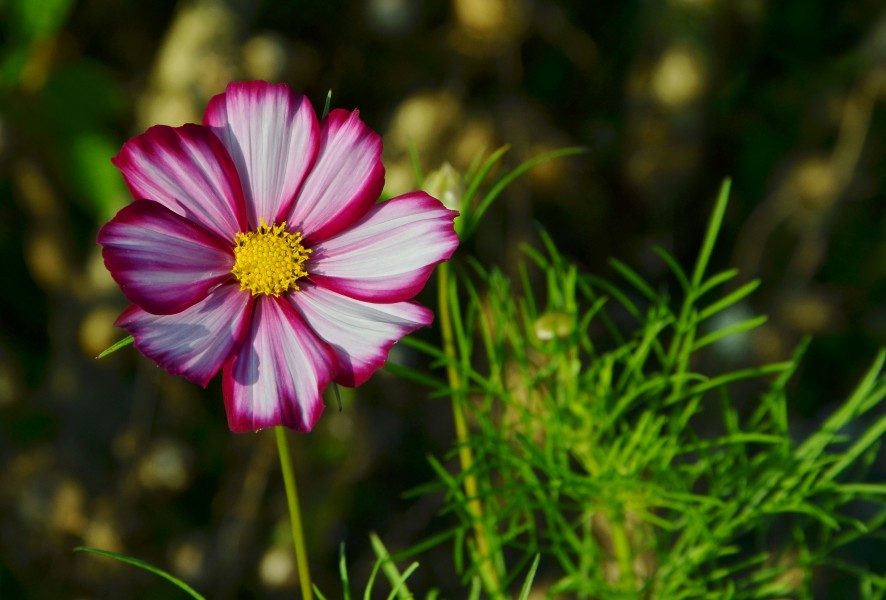 Cosmos FR 2014