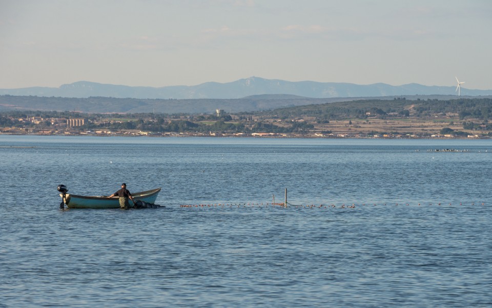 Fisherman, Étang de Thau, Hérault 01