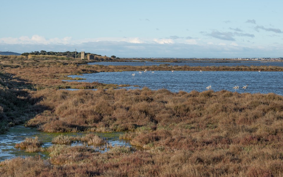Greater Flamingos, Lido de Thau, Sète 03