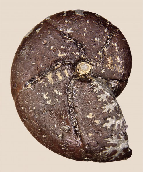 Holcophylloceras calypso 01