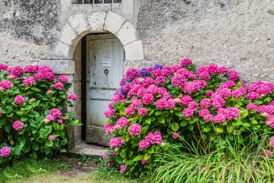 Hydrangea macrophylla in the park of the Castle of Selles-sur-Cher 03