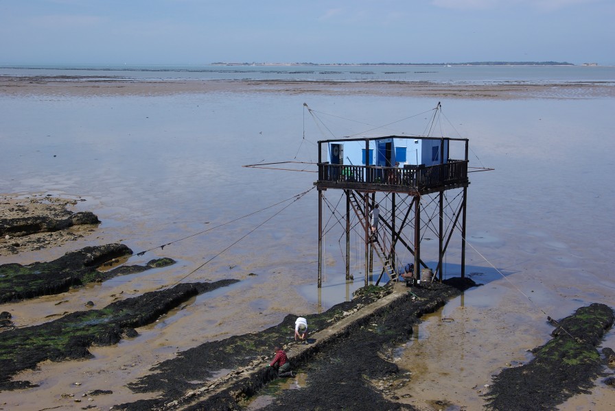 Ile Madame Carrelet côte N