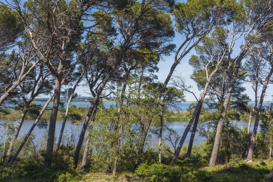 Leaning pine trees in Sainte-Lucie Island, Aude 02