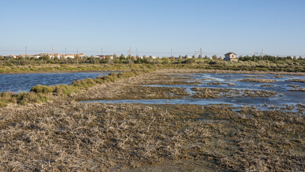 Lido de Thau, Sète cf01
