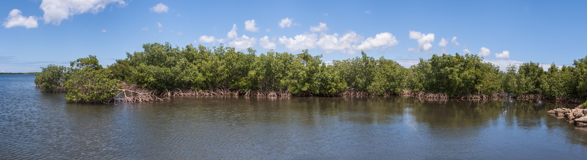 Mangrove, Petit-Canal, Grande-Terre, Guadeloupe, 2010-03-28-