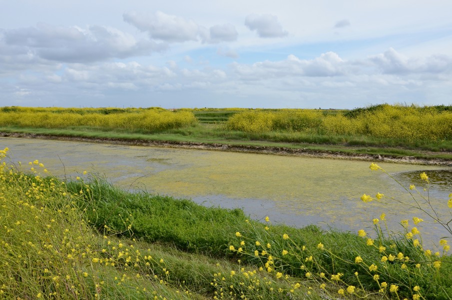 Marennes 17 Vue marais 1 2013