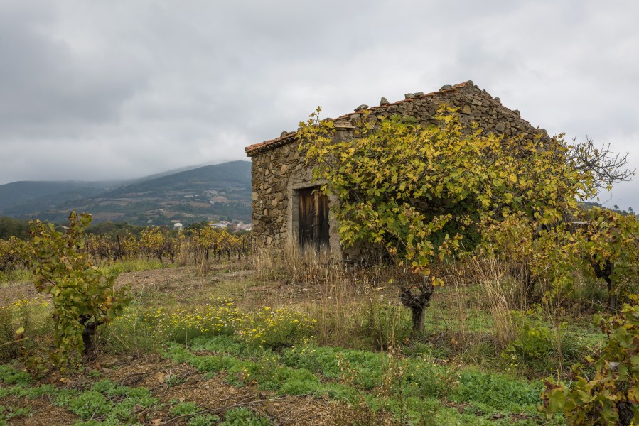 Mazet in vineyards. Cessenon-sur-Orb 02