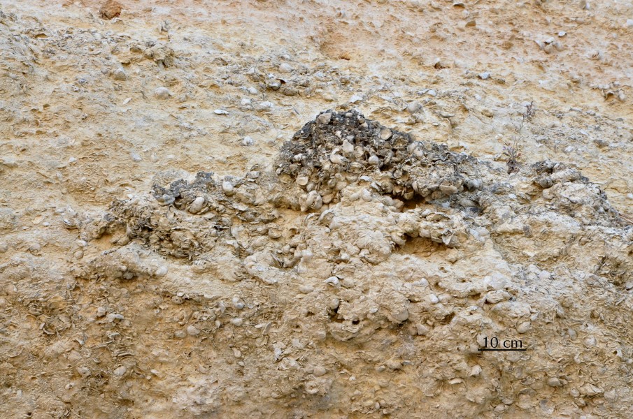 Meschers 17 Calcaire coquillier 2013