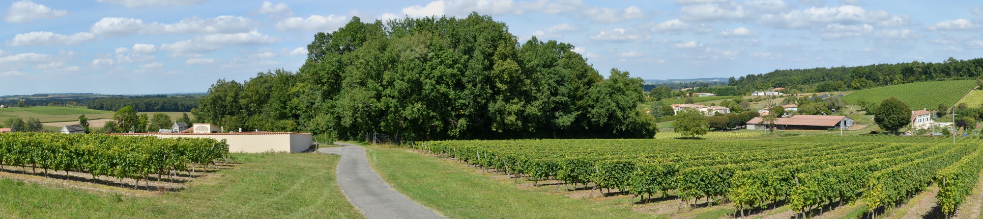 Montchaude 16 Paysage du vignoble 2013