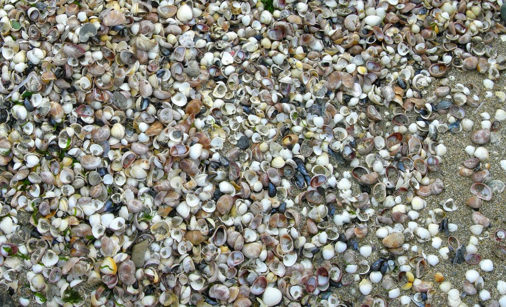 Muscheln