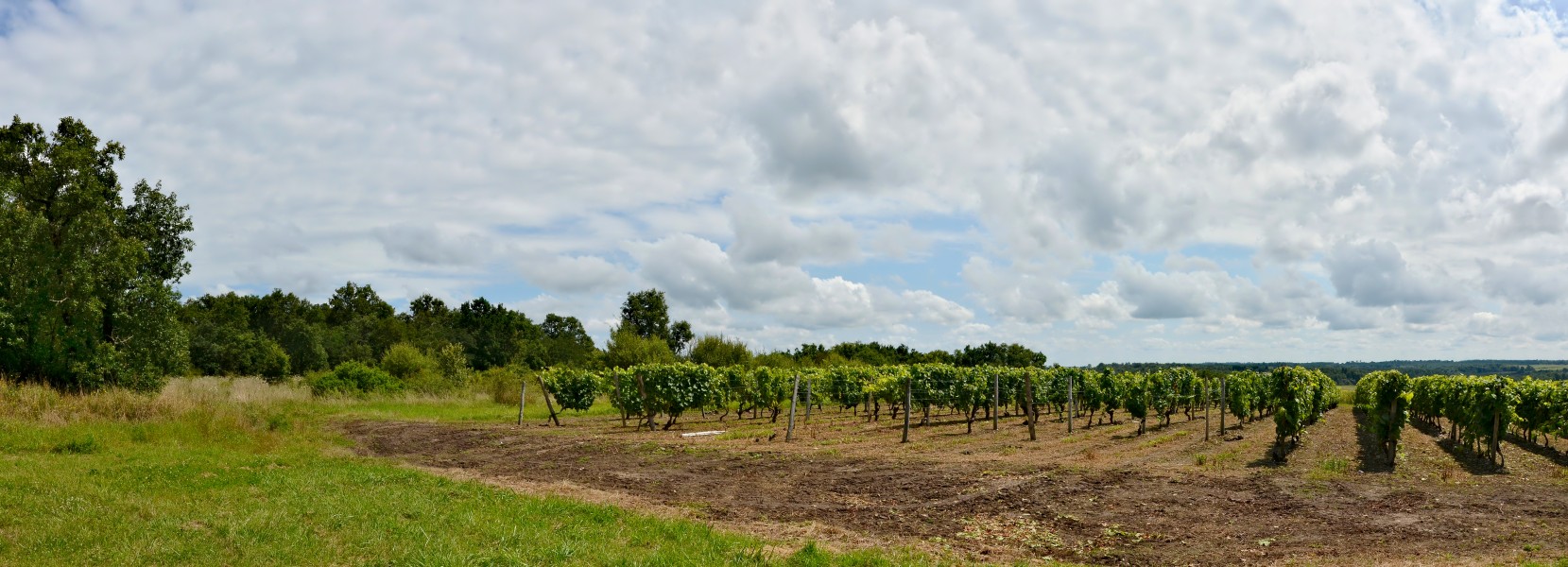Nonac 16 Vigne&bois 2014