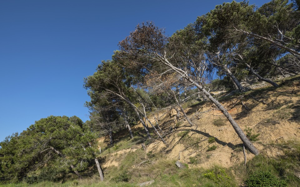 Pine trees, Île Saint-Martin, Gruissan cf01