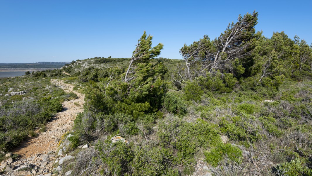 Pine trees, Île Saint-Martin, Gruissan cf02