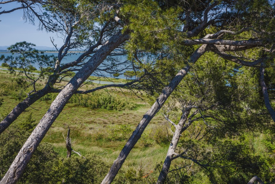 Pine trees in Sainte-Lucie Island