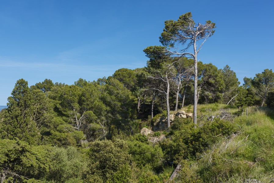 Pine trees in Sainte Lucie 02