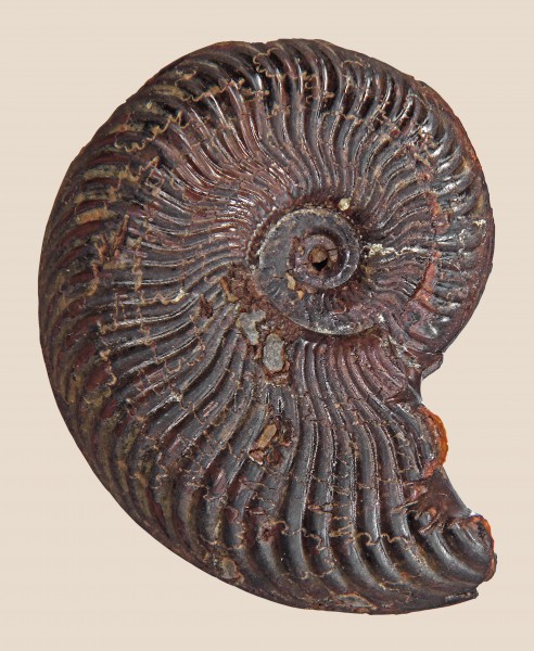 Pseudogrammoceras expeditum 01