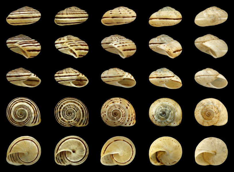 Pseudotachea splendida - variability