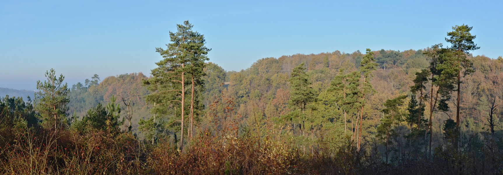 Ronsenac 16 Maine-Augeais D16 2013