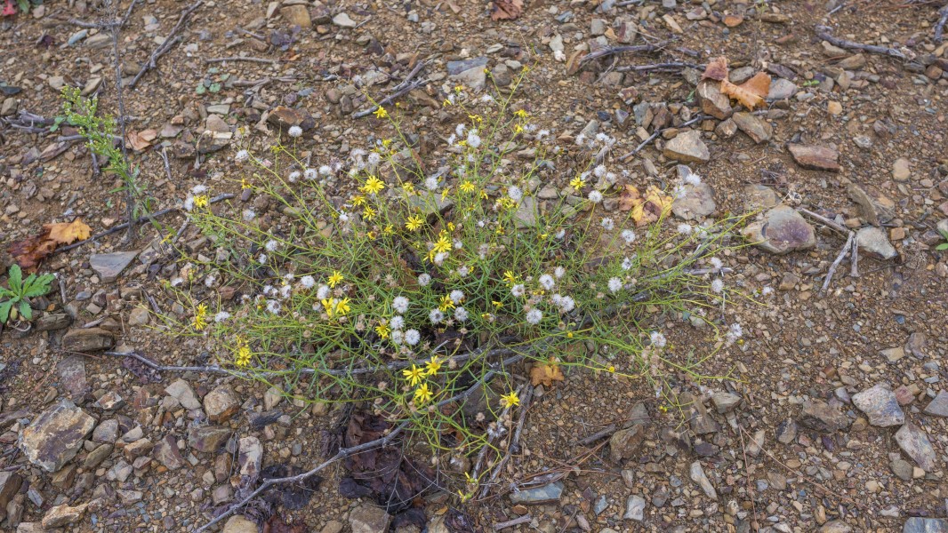 Senecio inaequidens, Cessenon-sur-Orb 01