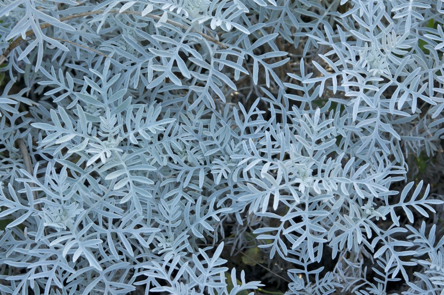 Senecio vira-vira JdP