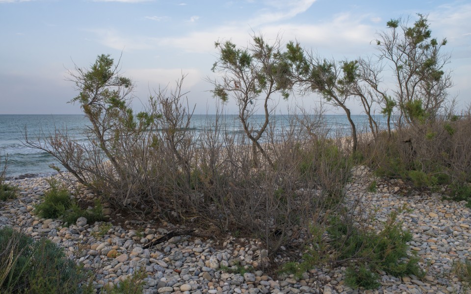 Tamarix gallica, Vic-la-Gardiole 01