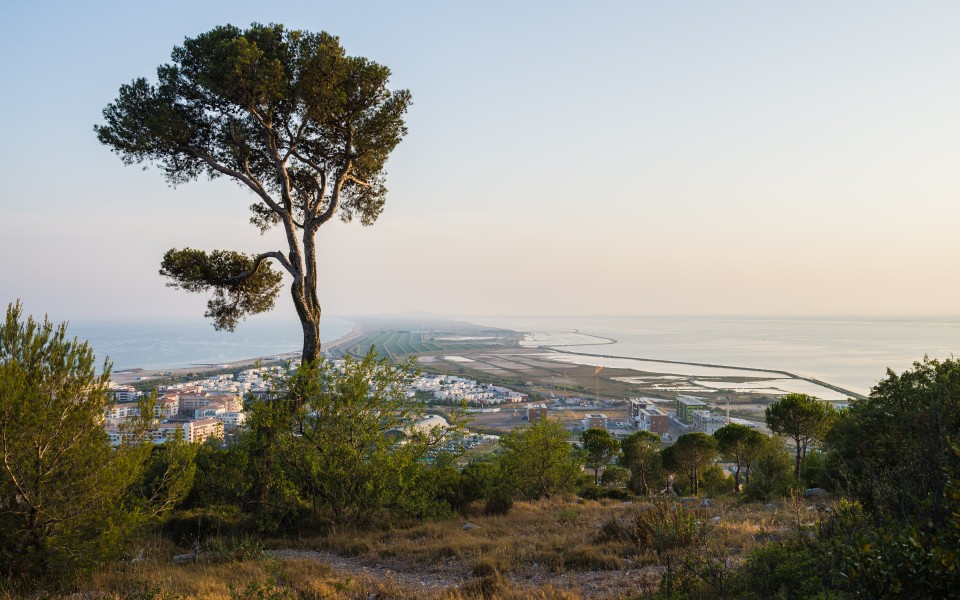 The Pine and the Sandsplit, Sète