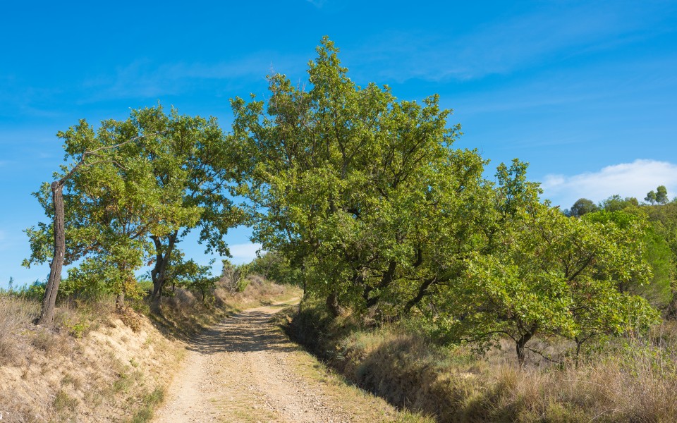 Trail in Murviel-lès-Béziers 02