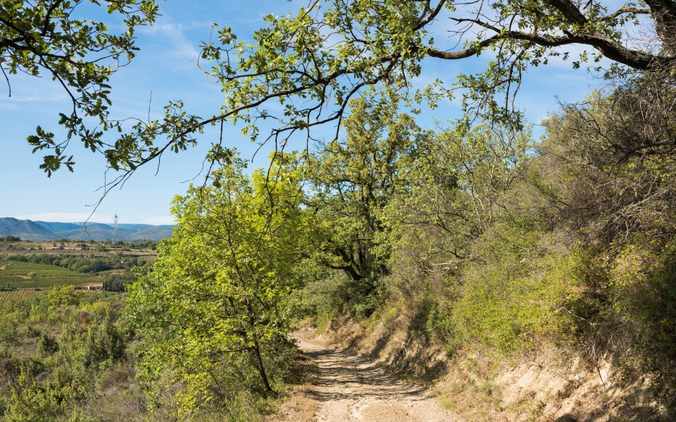 Trail in Murviel-lès-Béziers 03