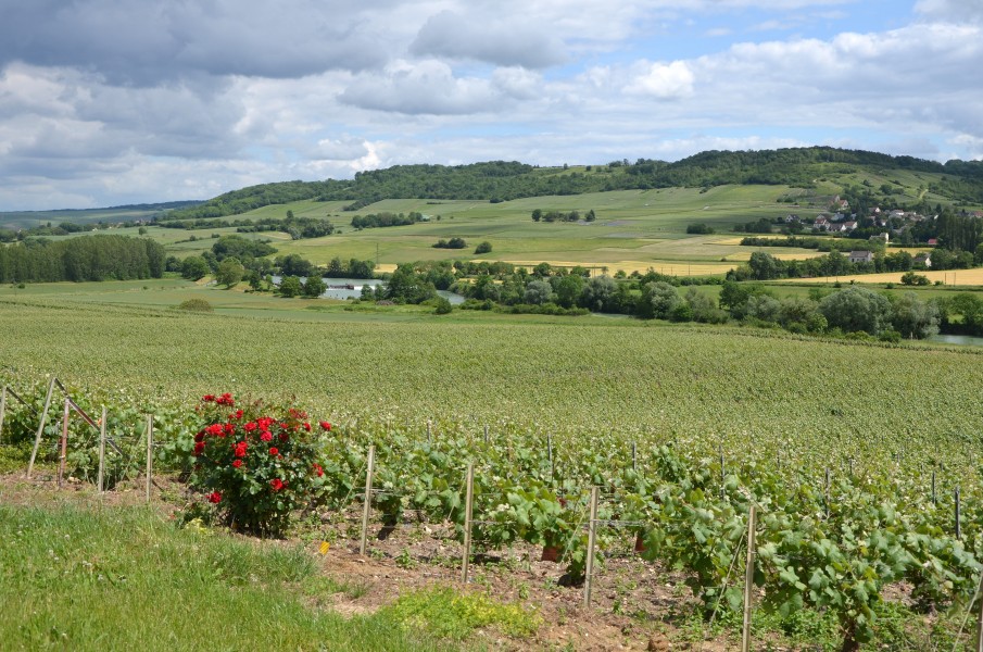 Vallée de la Marne vers Courcelles DSC 0121