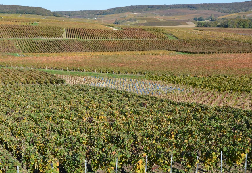 Vignoble-de-Champagne-pres-de-Fleury-la-Riviere-dans-la-montagne-de-Reims-DSC 0201