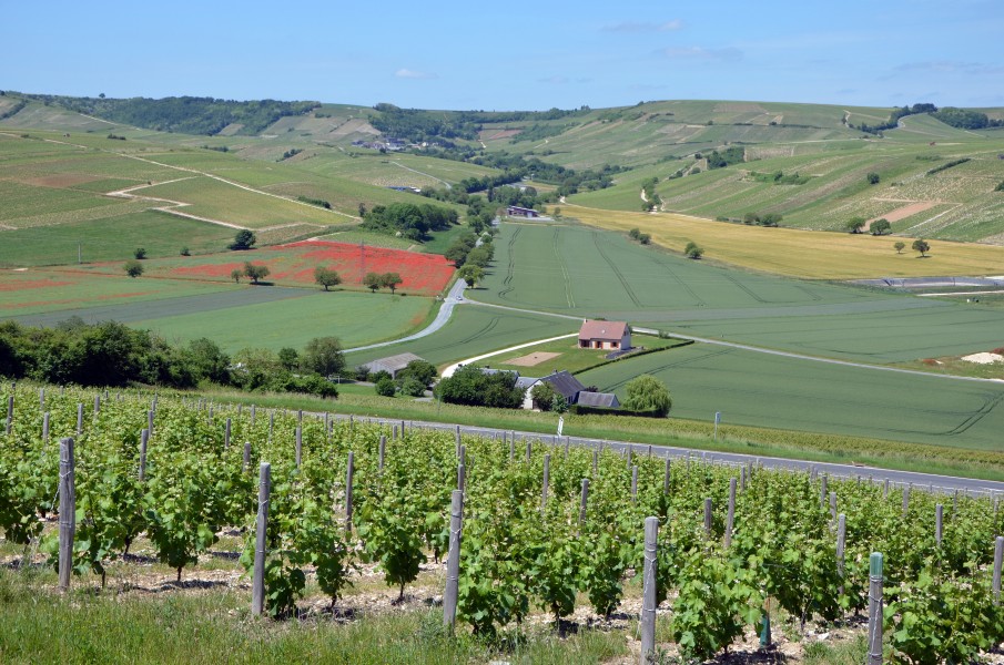 Vignobles-autour-de-Sancerre-DSC 0149