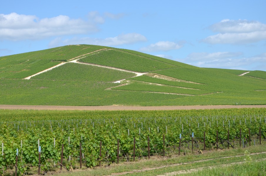 Vignobles de Champagne pres d Ay DSC 0204