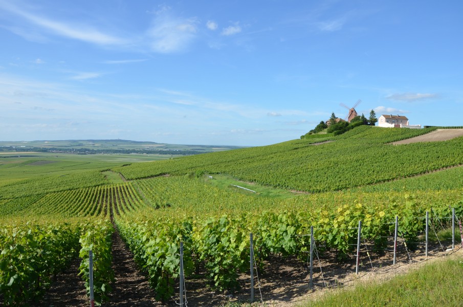 Vignobles de Champagne pres d Ay DSC 0267