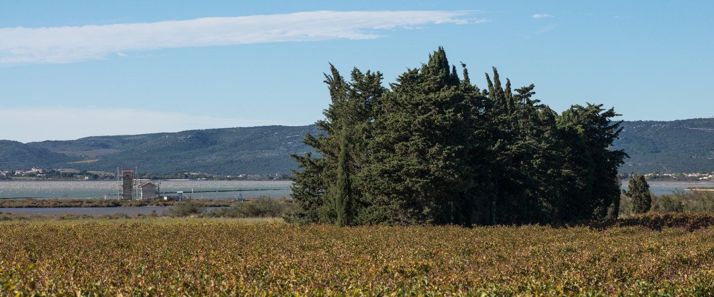 Villeneuve-lès-Maguelone, Hérault 12