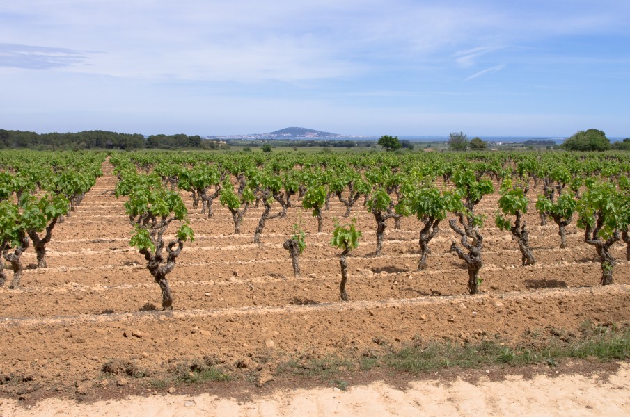 Vineyard, Pinet, Hérault 02
