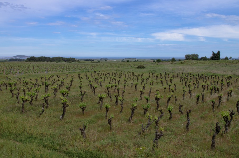Vineyard, Pinet, Hérault 08