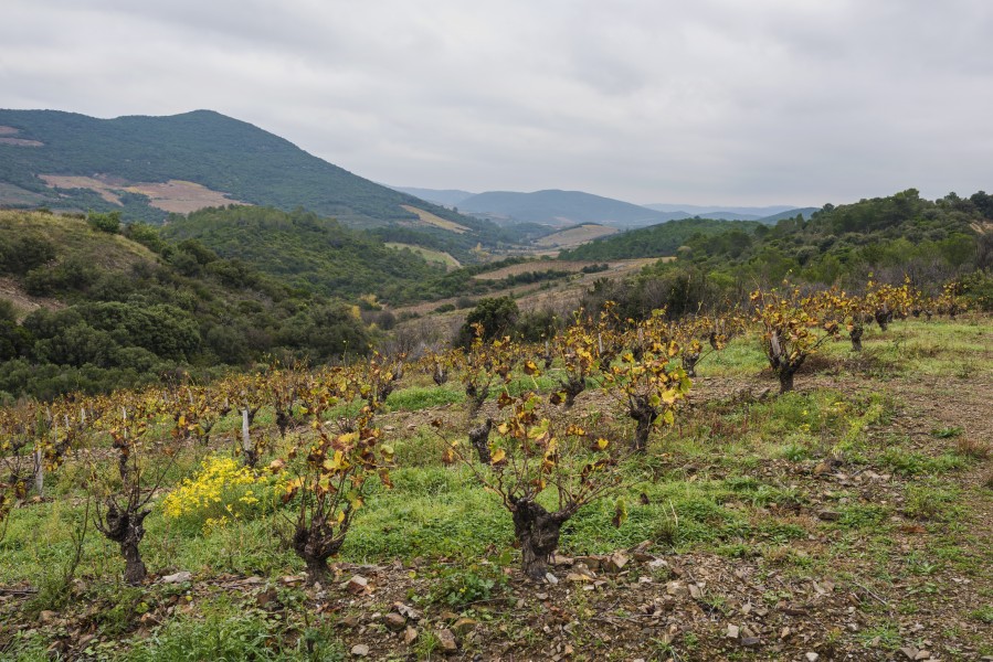 Vineyards in Berlou 01
