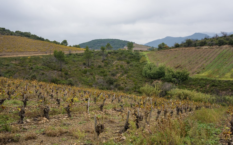 Vineyards in Berlou 02