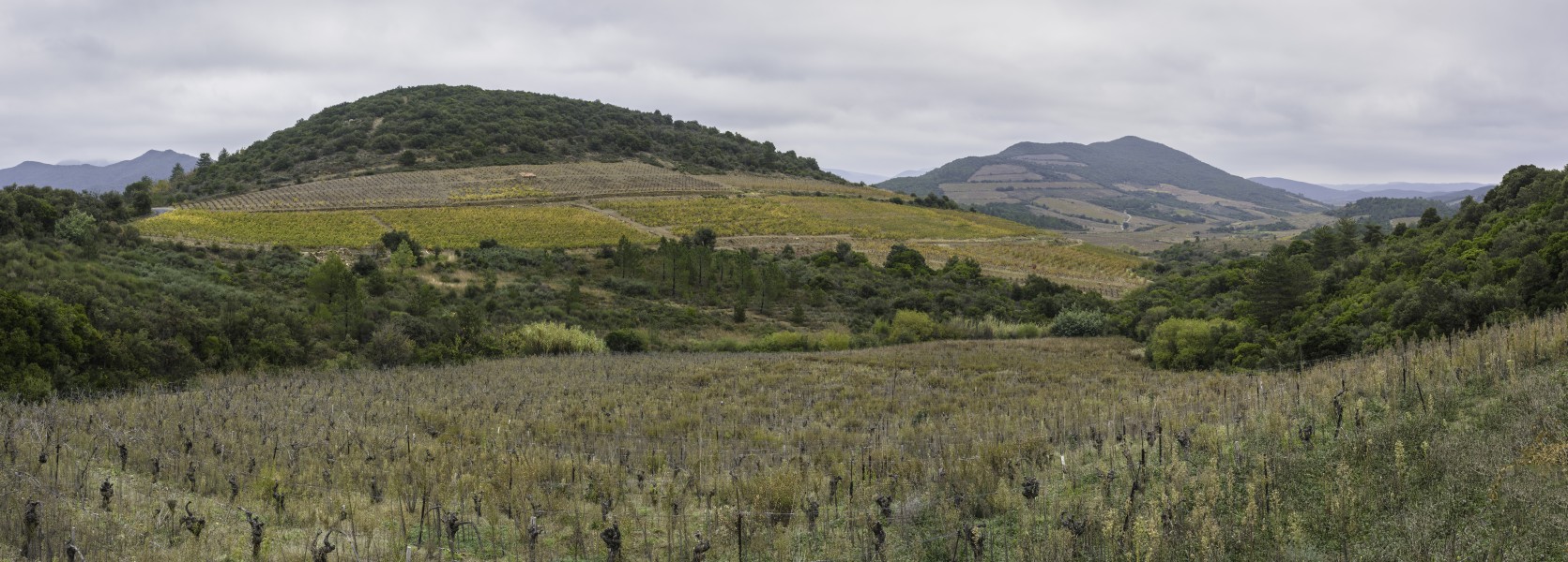 Vineyards in Berlou panoramic 01