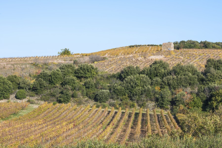 Vineyards in Faugères 02