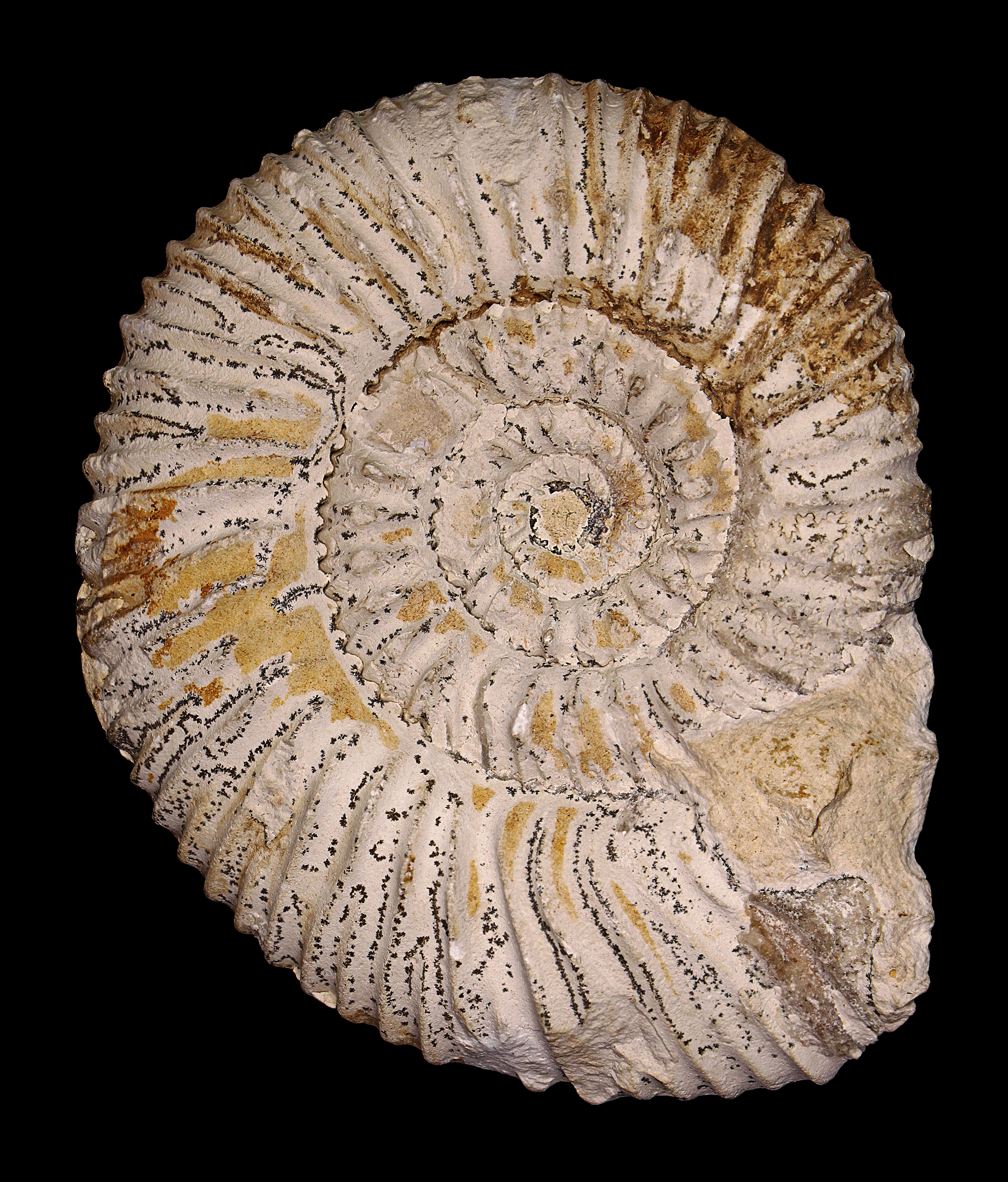 Reineckeia eusculpta 01