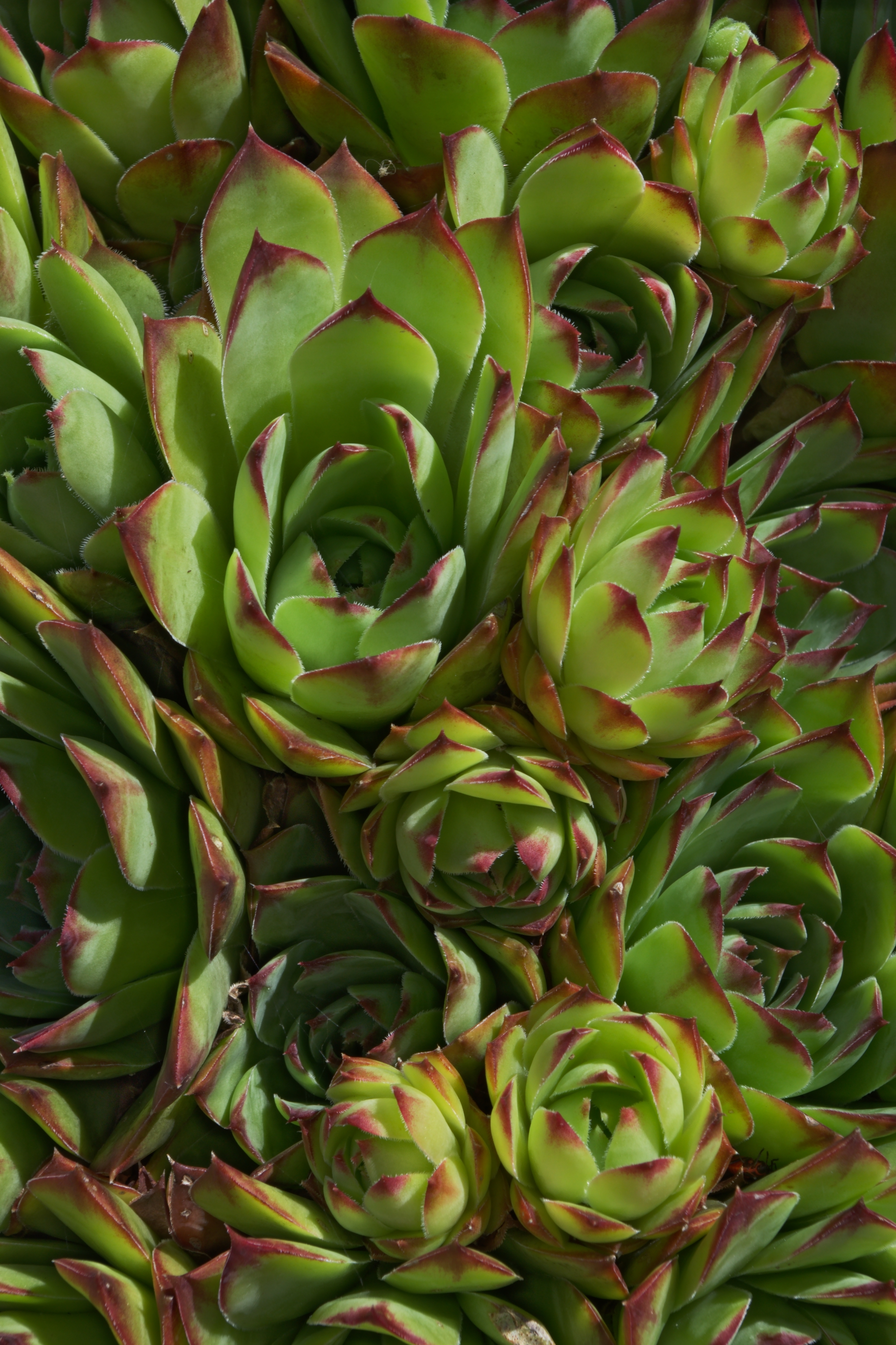 Sempervivum tectorum FR 2012