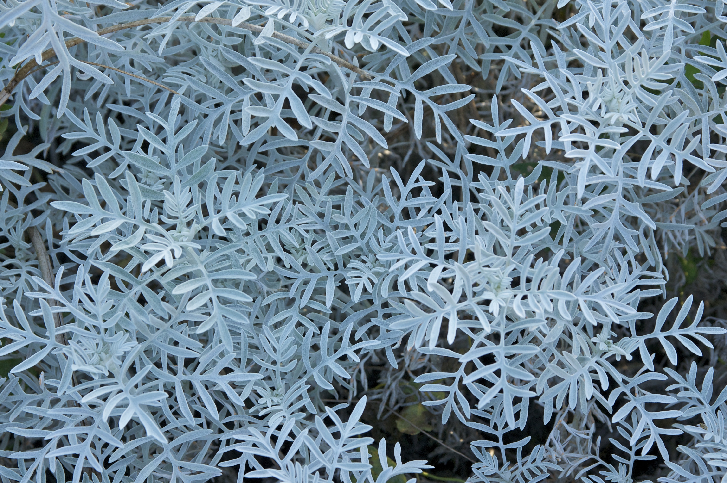 Senecio vira-vira JdP