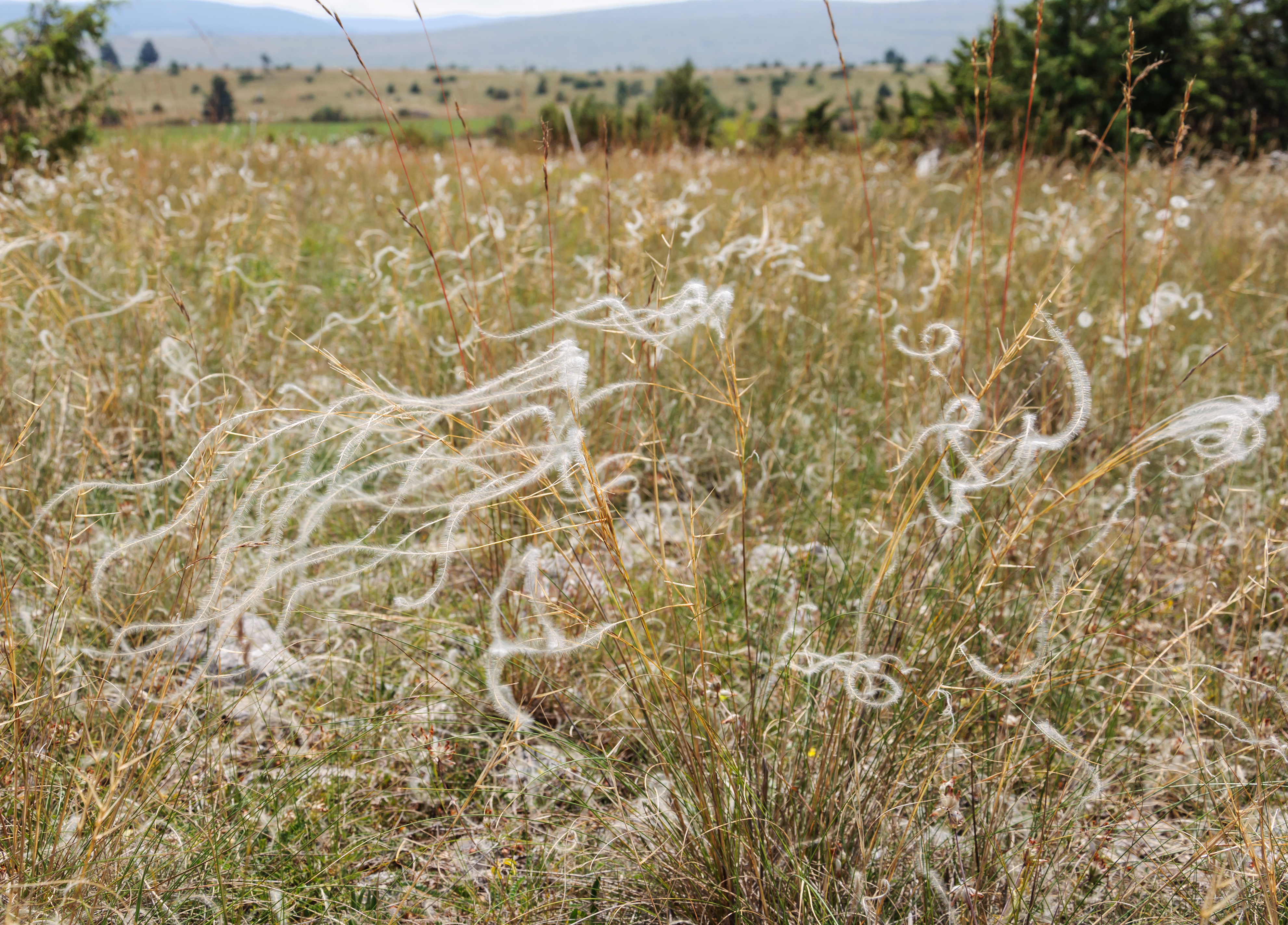 Stipa pennata Causse Mejean