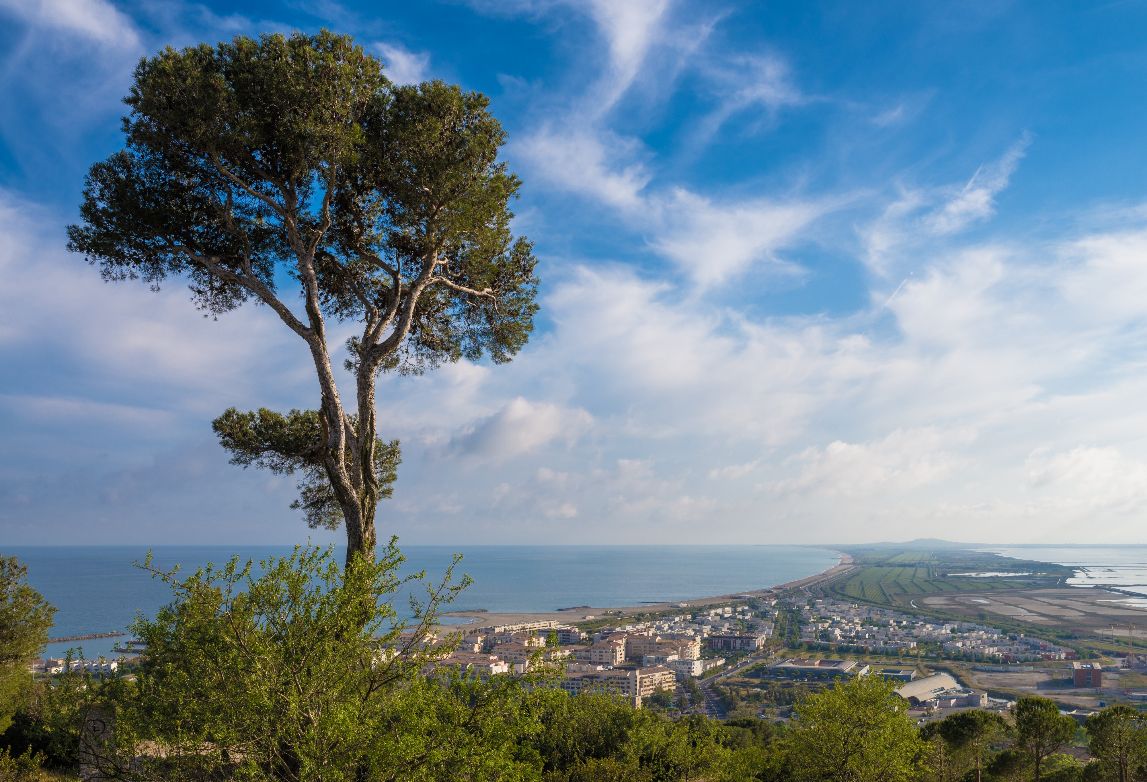Aleppo Pine and the sandspit, Sète