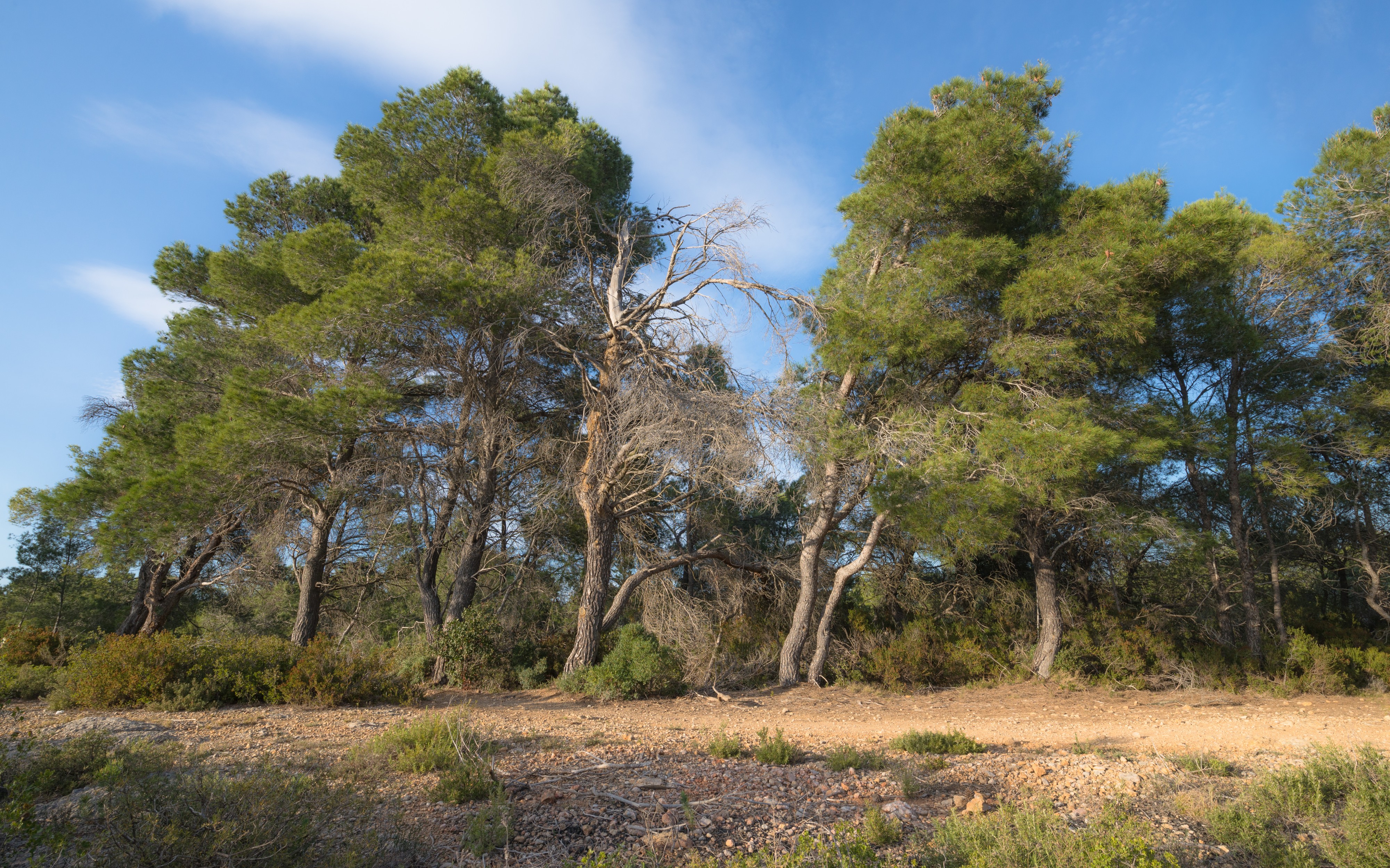Aleppo Pines grove, Pinet, Hérault